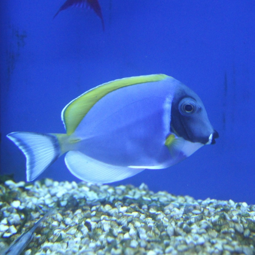 Acanthurus leucosternon (Pokolec Białobrody) rozmiar 8cm