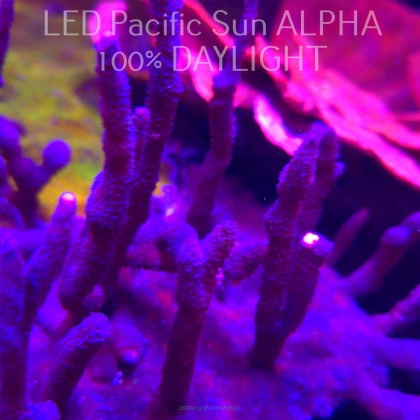 K.O. MONTIPORA DIGITATA PURPLE  4-5cm