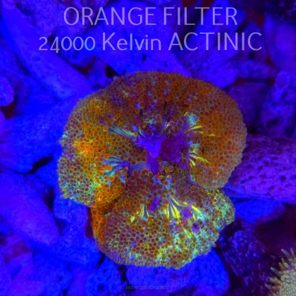 Stichodactyla TAPETUM Mini-Maxi Carpet Anemone RAINBOW (01.06.2025)  4cm