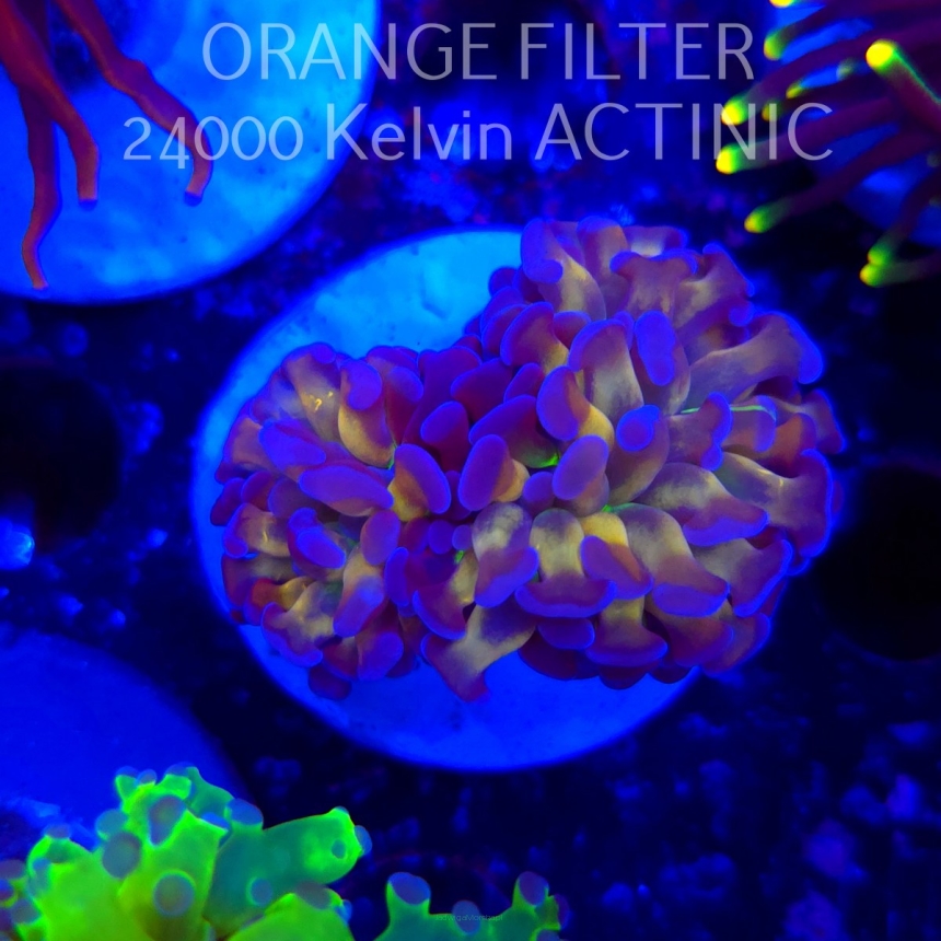   Euphyllia paraancora TWO TONE HOLOGRAM HAMMER (20.06.2025)  2HEADS