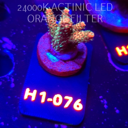 Acropora MILLEPORA JF SOLAR FLAME (02.02.2026) H1-076  4cm