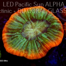 Trachyphyllia geoffroyi ULTRA Australia (14.11.2023)