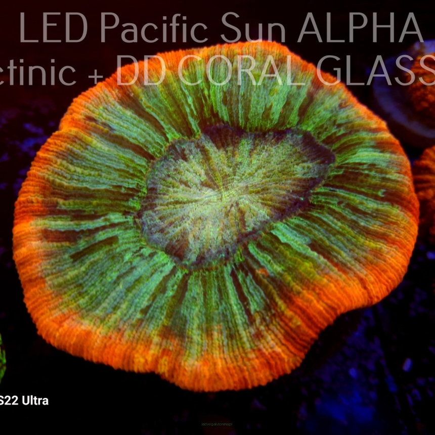  Trachyphyllia geoffroyi ULTRA Australia (14.11.2023)