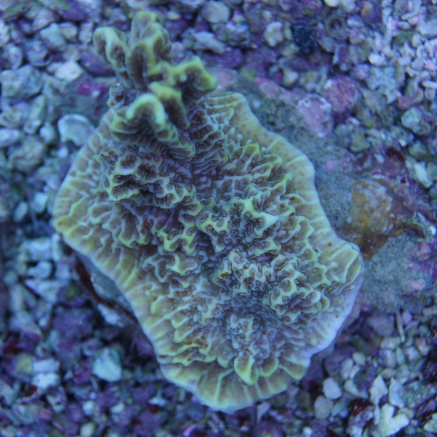 Montipora sp.