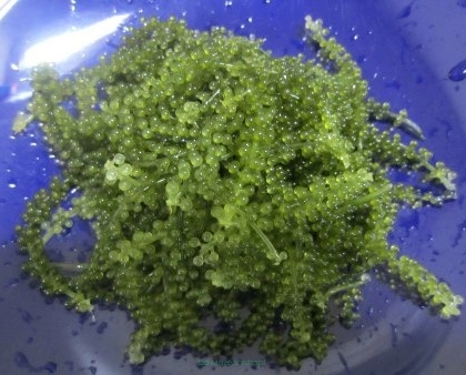 Caulerpa lentillifera (makroglony do refugium) 200ml