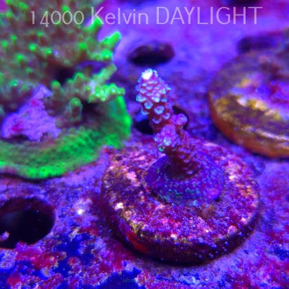 Acropora spathulata BLUE (06.11.2025) MM1-III-29  4cm