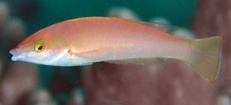 Pseudojuloides cerasinus SAMICA rozmiar 8-10 cm (Candy Wrasse)