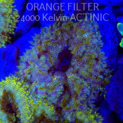 Stichodactyla TAPETUM Mini-Maxi Carpet Anemone RAINBOW (01.06.2025)  3cm