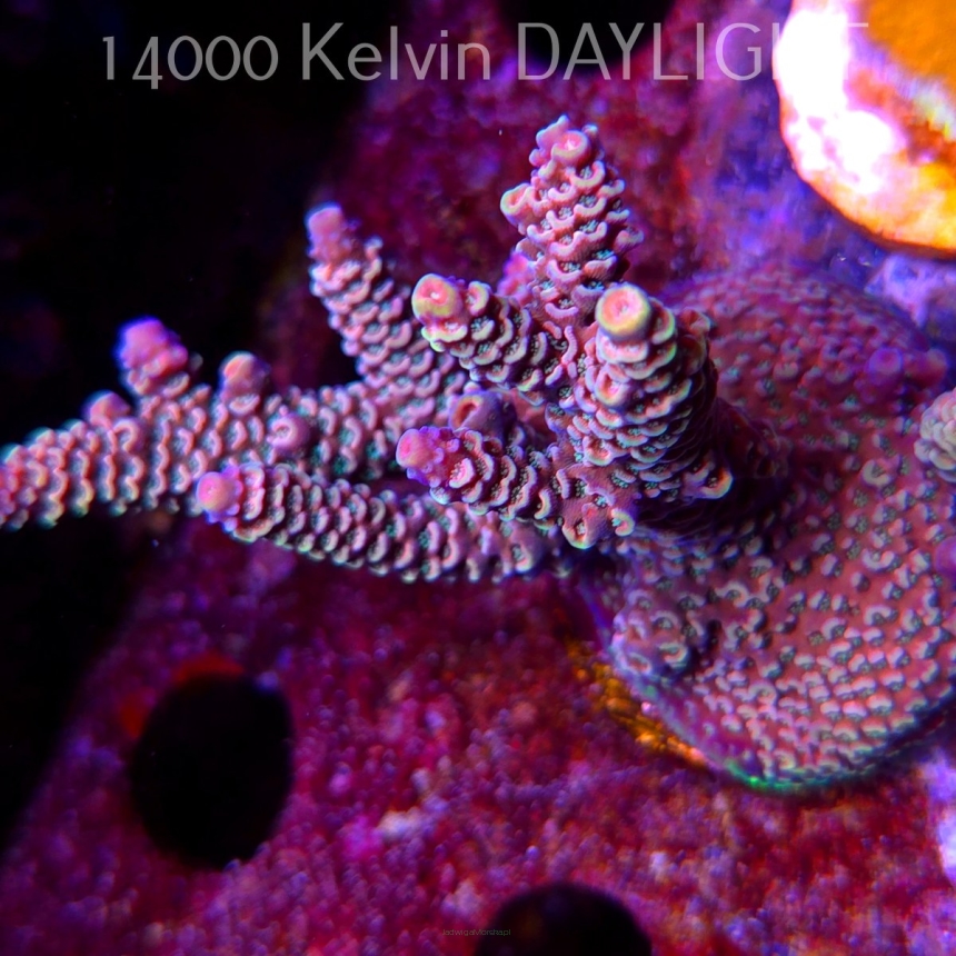 Acropora spathulata PINK PASSION (09.05.2025) MM1-I-12  5cm