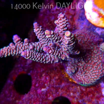 Acropora spathulata PINK PASSION (09.05.2025) MM1-I-12  5cm