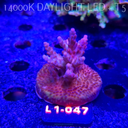 Acropora JMC PINK DREAM (11.10.2025) L1-047  5cm