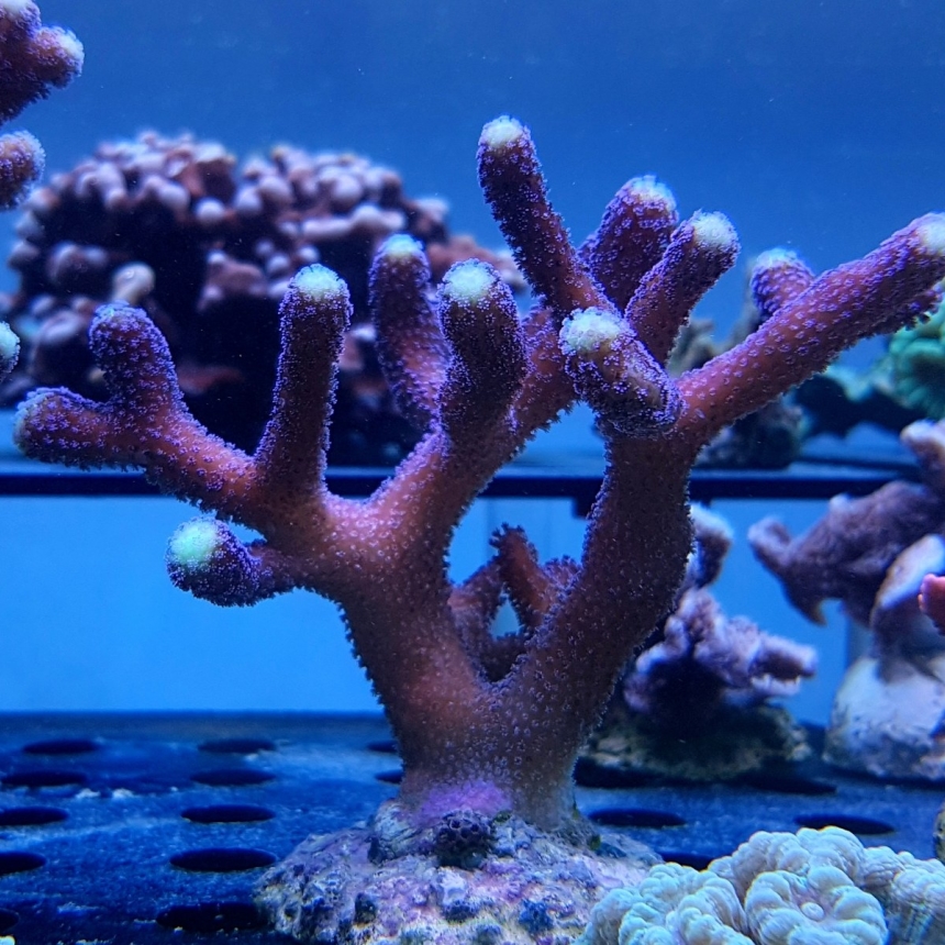Stylophora pistillata milka