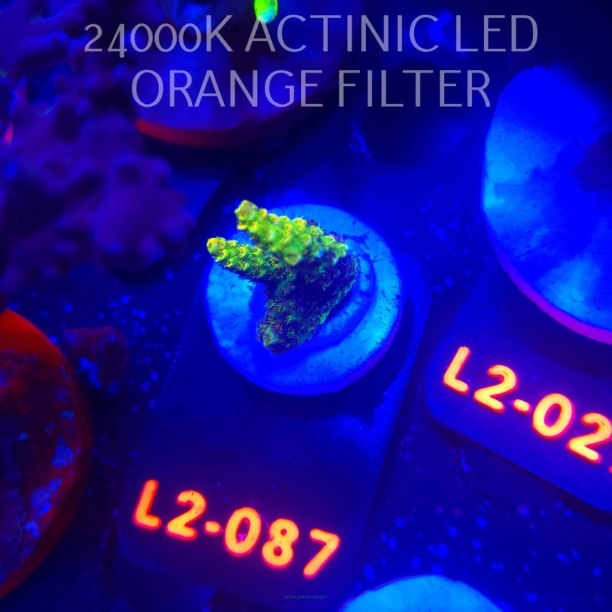 Acropora sp. AUSTRALIA (14.11.2025) L2-087  2cm