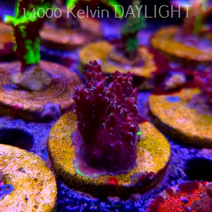 Acropora microclados CHEMICAL ROMANCE (24.05.2025) L2-II-19  5cm