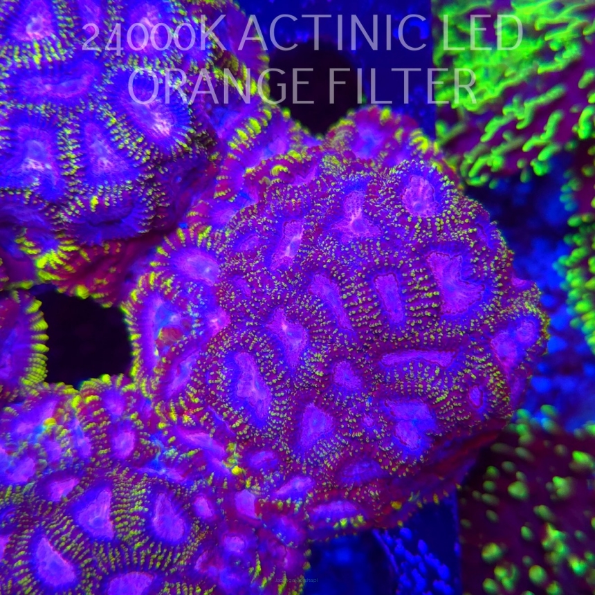 Favia WWC SPACE MONKEY (23.11.2025)  7cm