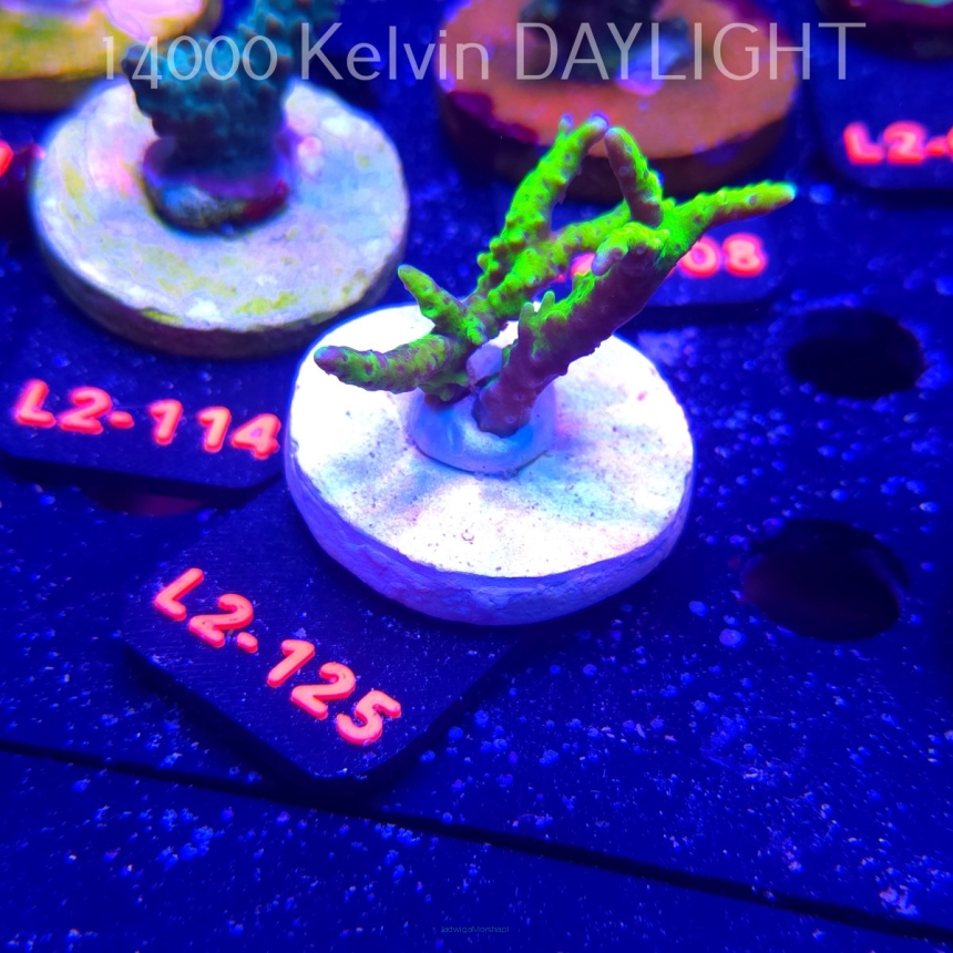 Anacropora WWC SLIMEBALL (14.11.2025) L2-125  5cm