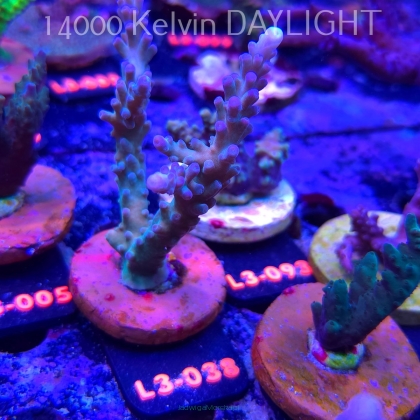 Acropora sp. AUSTRALIA (05.01.2026) L3-038  12cm