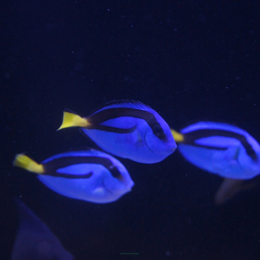 Paracanthurus hepatus YELLOW BELLY 7cm