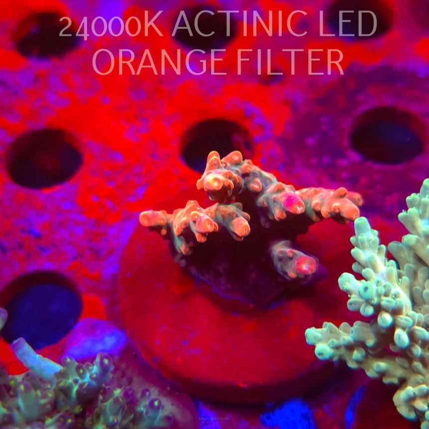 Acropora JMC SPECIAL RED (06.11.2025) MM1-II-19  4cm