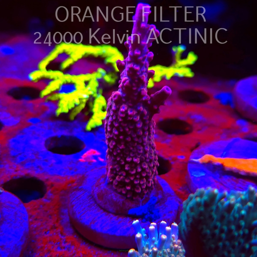 Acropora BLUE POLYP BLEEDING STRAWBERRY (08.05.2025) MM1-II-19  7cm