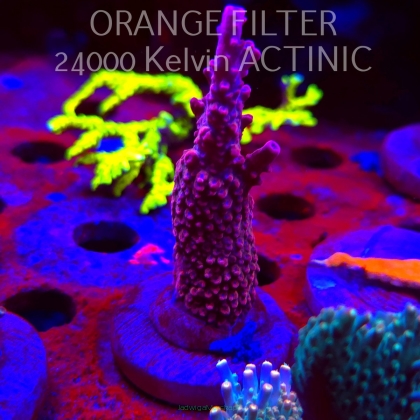 Acropora BLUE POLYP BLEEDING STRAWBERRY (08.05.2025) MM1-II-19  7cm