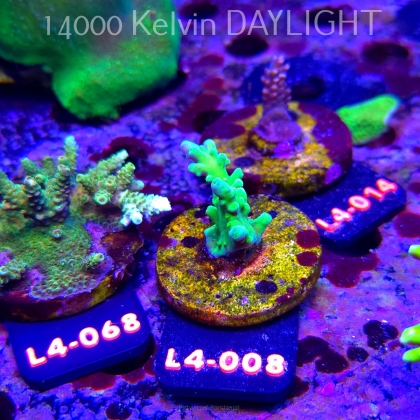 Acropora AUSTERA BANANA (07.01.2026) L4-008  5cm