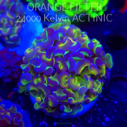 Euphyllia paraancora HOLOGRAM ULTRA (02.04.2025)