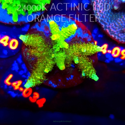 Acropora MILLEPORA SUNSET  (06.01.2026) L4-034  5cm