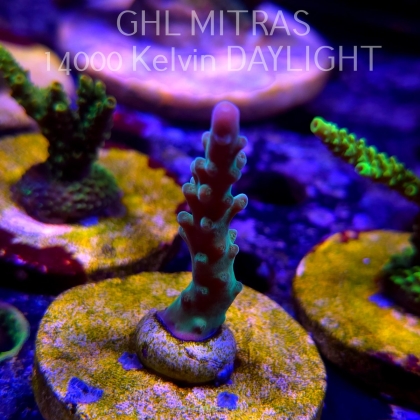 Acropora sp. AUSTRALIA  (20.02.2025) L4-II-13  5cm