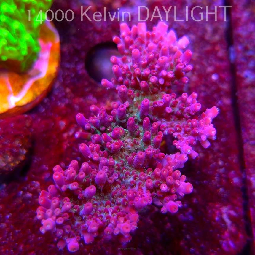 Acropora microclados CHEMICAL ROMANCE (08.05.2025) MM1-II-16  6cm