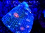 Echinopora lamellosa BLUE RED & YELLOW RARYTAS (12.09.2023) MM3  4cm