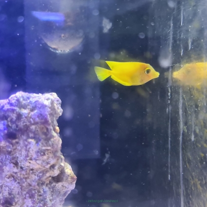 Ctenochaetus strigosus 4 cm (Yellow Tang)