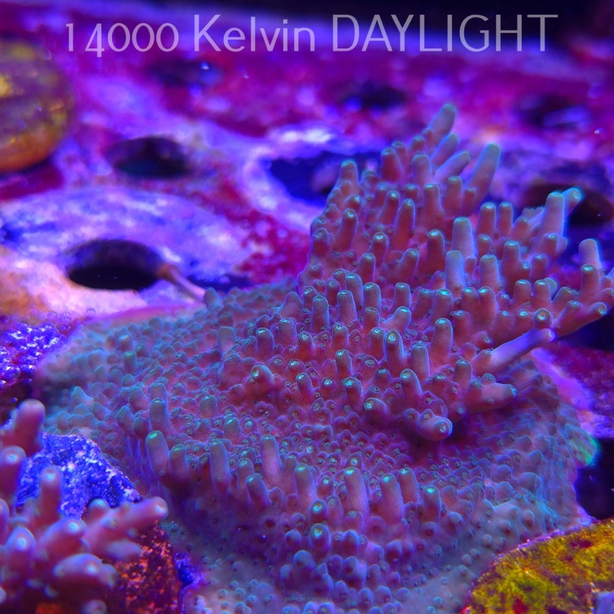 Acropora granulosa ELECTRIC LIME (06.11.2025) MM1-II-23  6cm