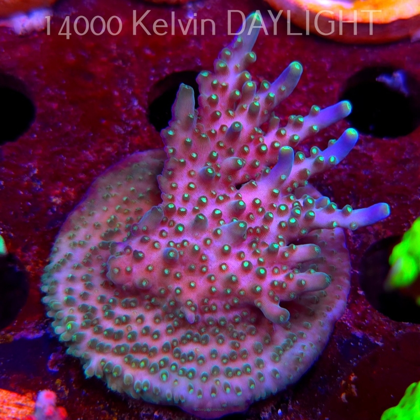 Acropora valida RAINBOW (08.05.2025) MM1-II-23  6cm