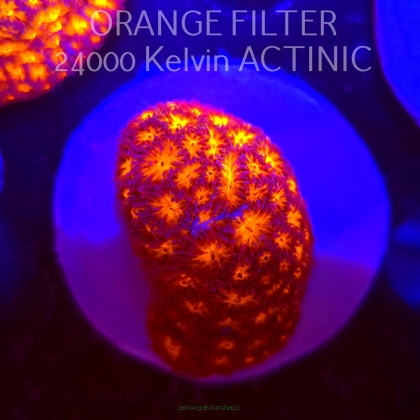 Leptastrea pruinosa JOHN DEERE (06.10.2025)  4cm