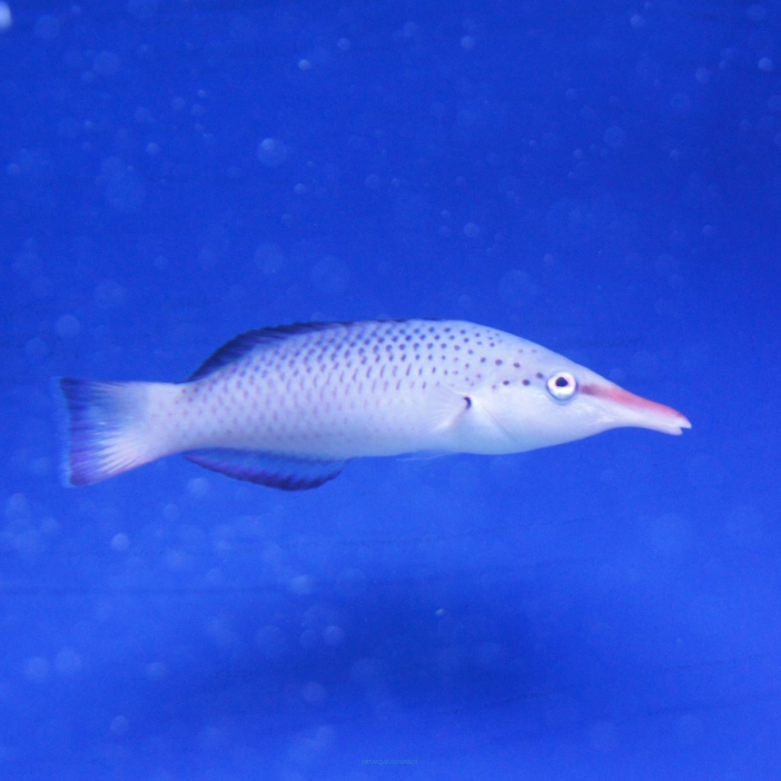 Gomphosus varius rozmiar 14cm