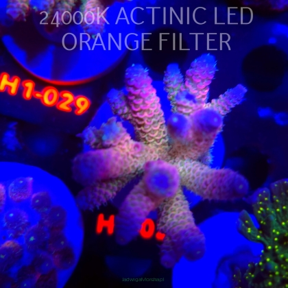 Acropora MILLEPORA RAINBOW (16.10.2025)  6cm