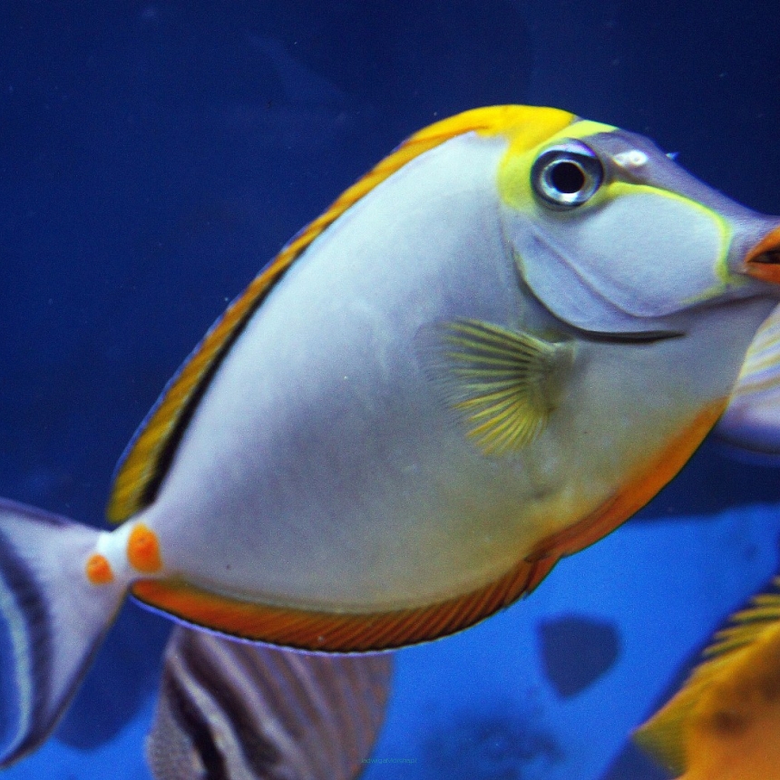 Naso elegans rozmiar 12-13 cm BALI