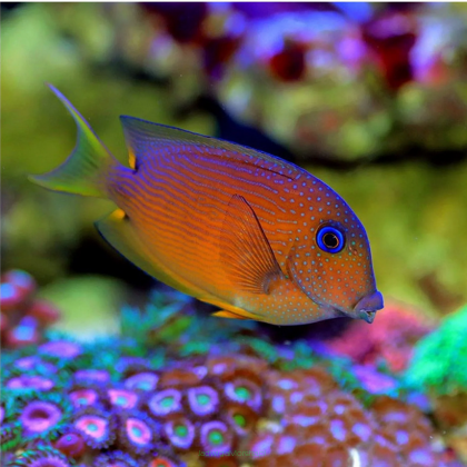 Ctenochaetus binotatus (Hawaiian Tang) 5cm
