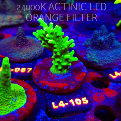 Acropora AUSTERA BANANA (07.01.2026) L4-105  7cm