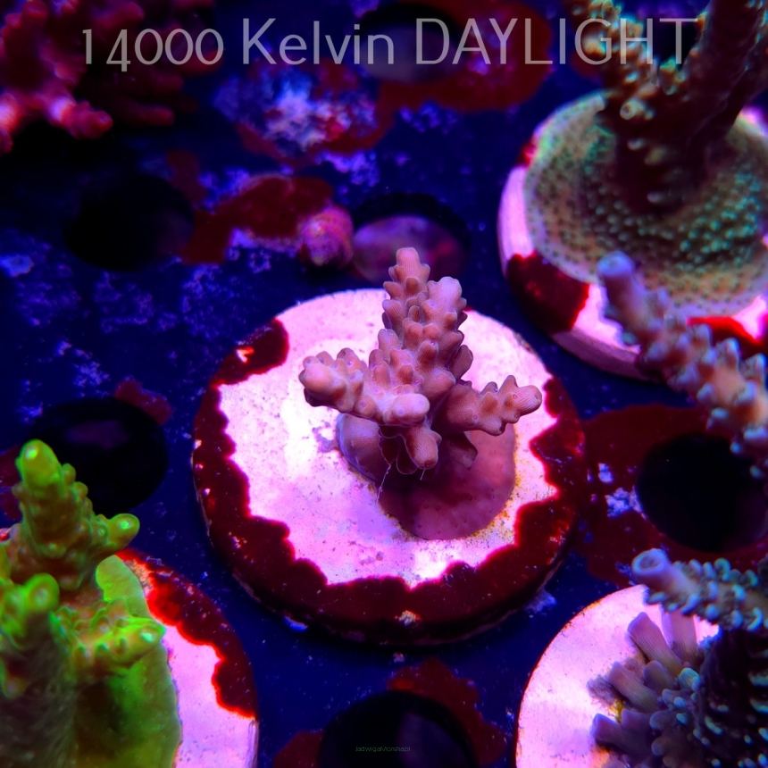 Acropora JMC PINK (19.06.2025) L3-II-5  3cm