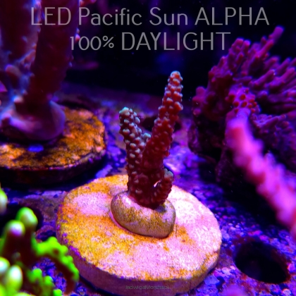 Acropora sp. AUSTRALIA (02.02.2025) L3-II-5  6cm