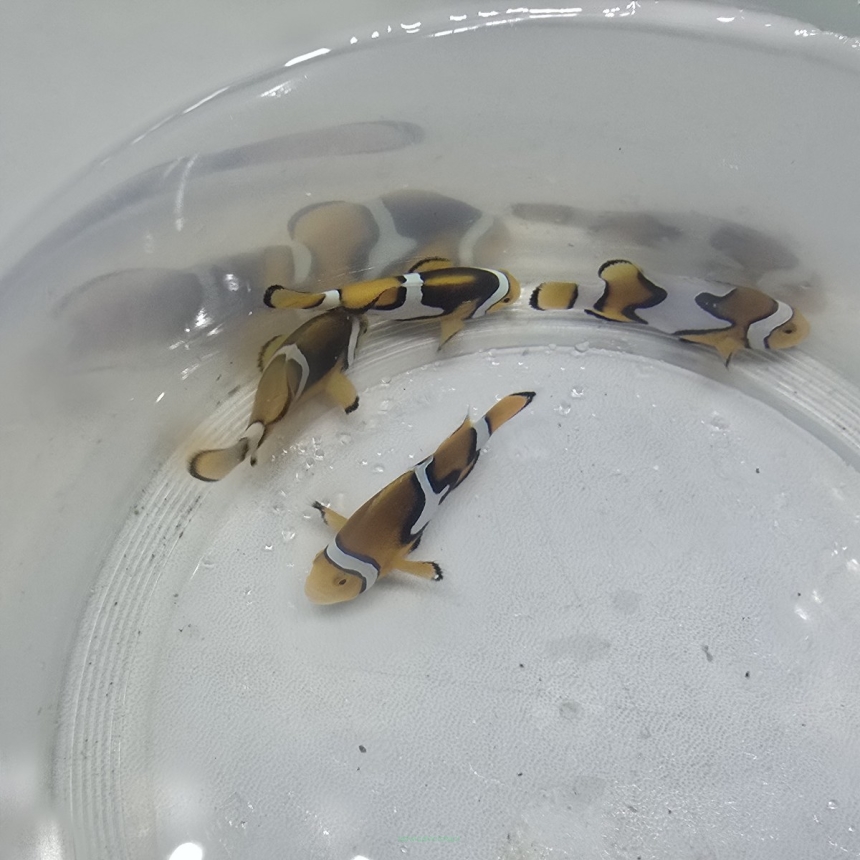 Amphiprion percula TANK BRED  4-5cm