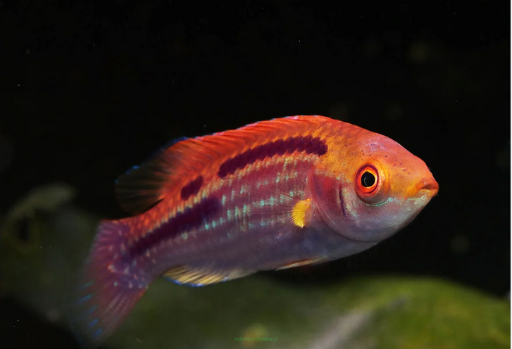 Cirrhilabrus lubbocki 6-7cm