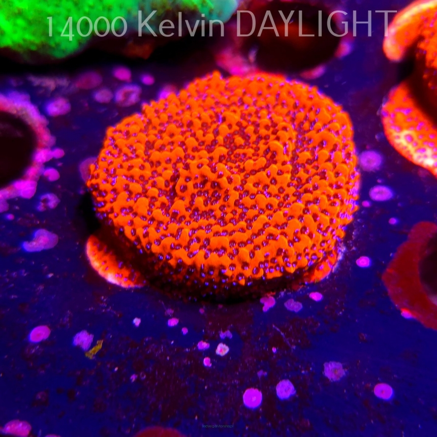 Montipora MYSTIC SUNSET RED+BLUE POLYP (07.04.2025) MM6-II-3  3cm