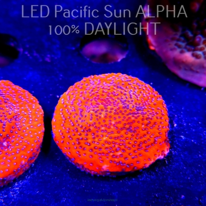 Montipora MYSTIC SUNSET RED+BLUE POLYP (10.07.2024) MM6-III-19  3cm