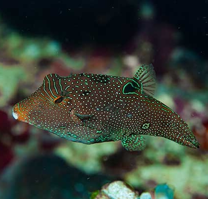 Canthigaster Papuan rozmiar 8-9cm