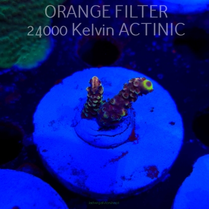 Acropora sp. AUSTRALIA  (20.03.2025) L1-III-26  3cm