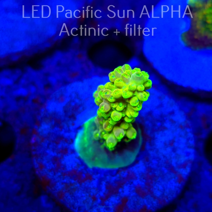 Acropora YELLOW SUNSHINE (19.01.2025) L2-III-15  4cm