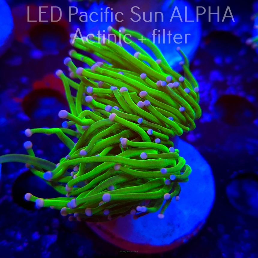 Euphyllia glabrescens CHERNOBYL BLOCK 4 (26.01.2025) 2 HEADS